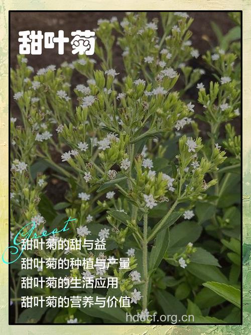 甜叶菊的功效与作用