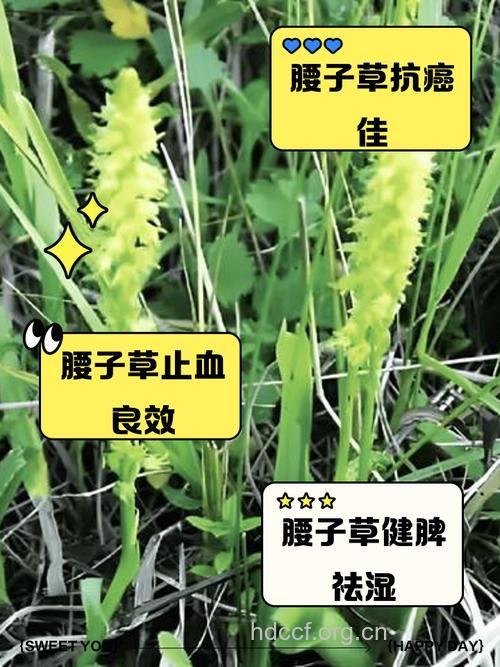 腰子草的功效与作用