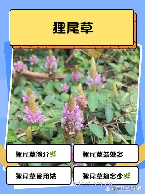 狸尾草的功效与作用