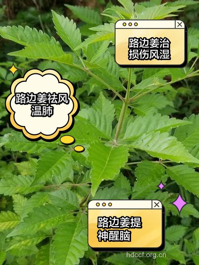 路边姜的功效与作用