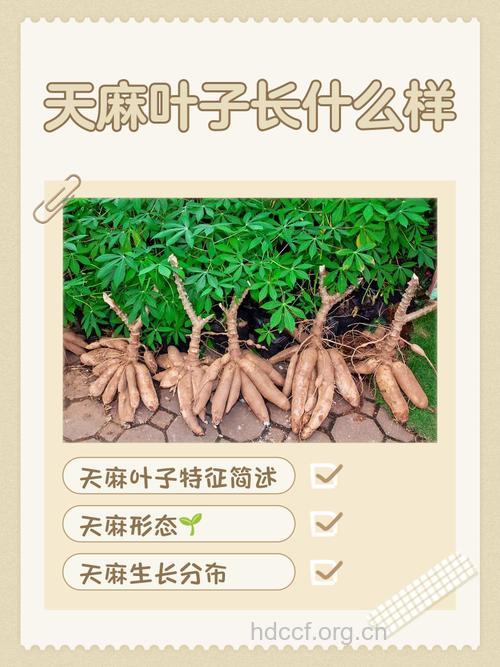 天麻茎叶的功效与作用
