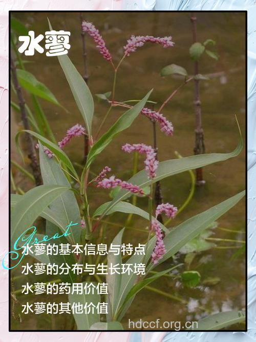 水蓼根的功效与作用