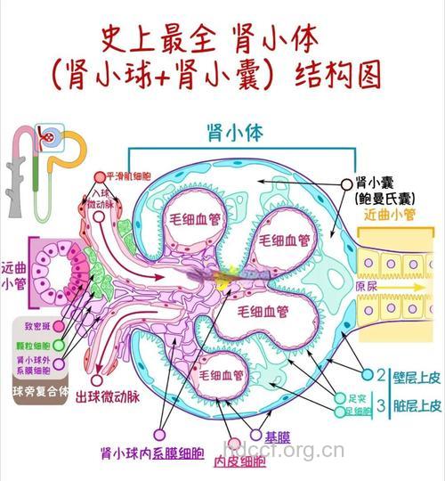 中医上对肾病综合征的解析