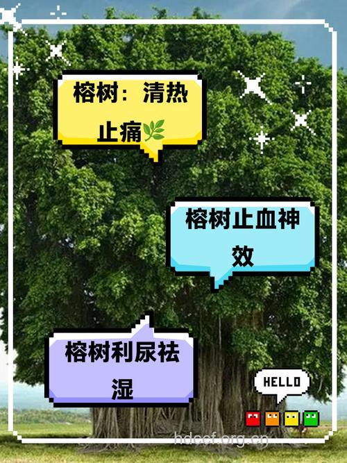 榕树的功效与作用