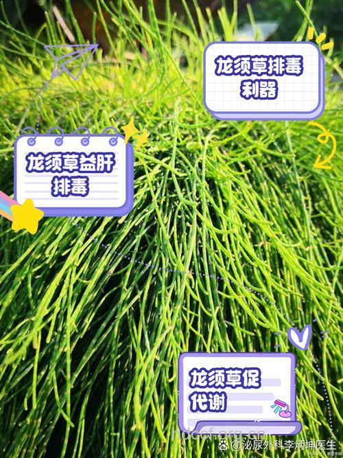 龙须草的功效与作用