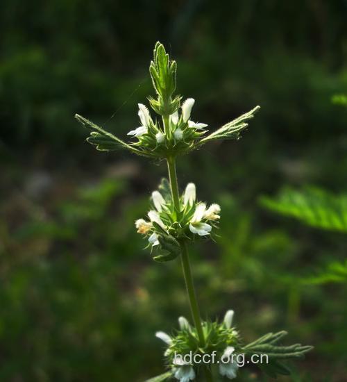 棱萼母草的功效与作用