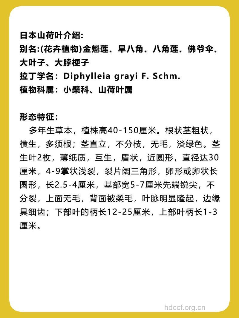 山荷叶的功效与作用