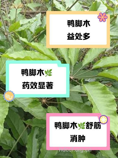 鸭脚木根的功效与作用