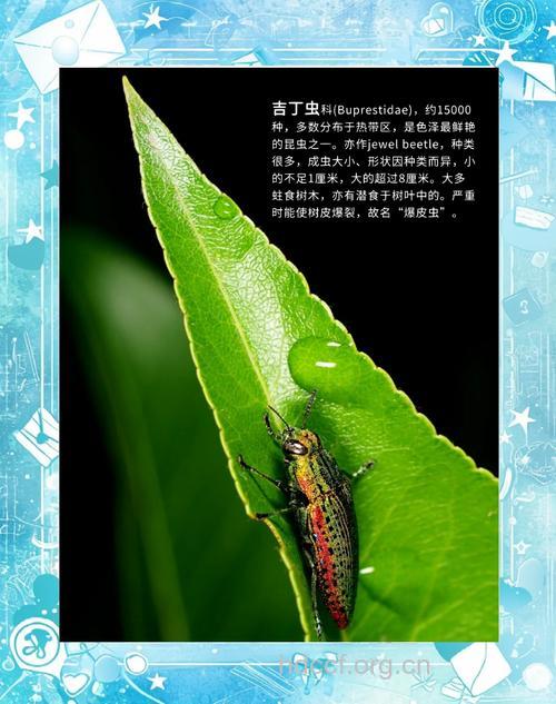 吉丁虫的功效与作用