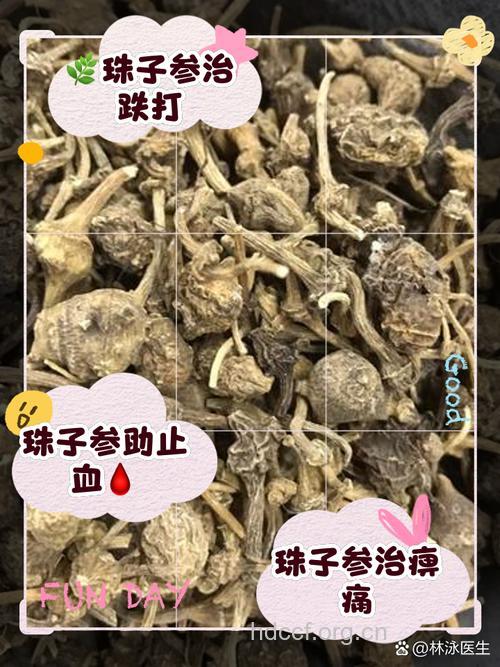 珠子参的功效与作用