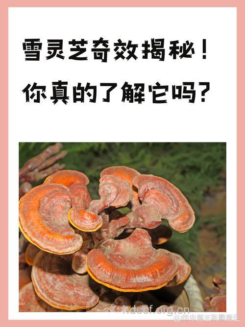 雪灵芝的功效与作用