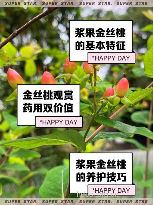 金丝桃果实的功效与作用