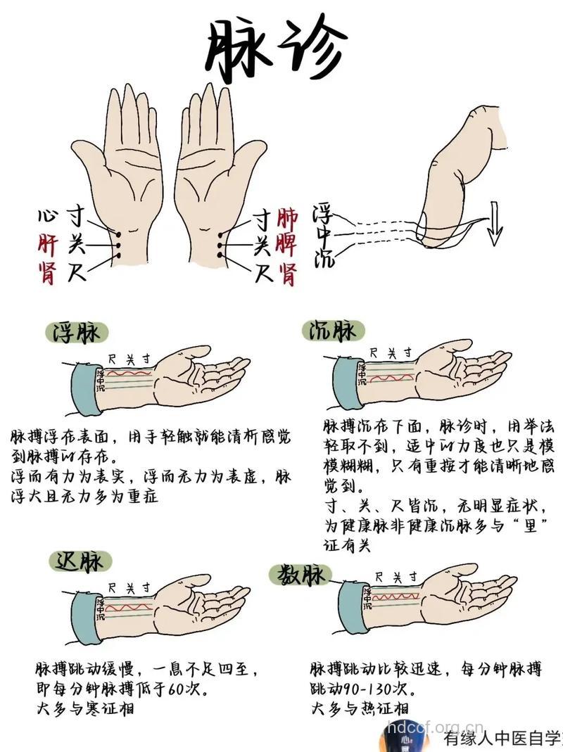 中医浅析正常脉象