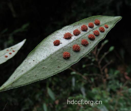 披针骨牌蕨的功效与作用