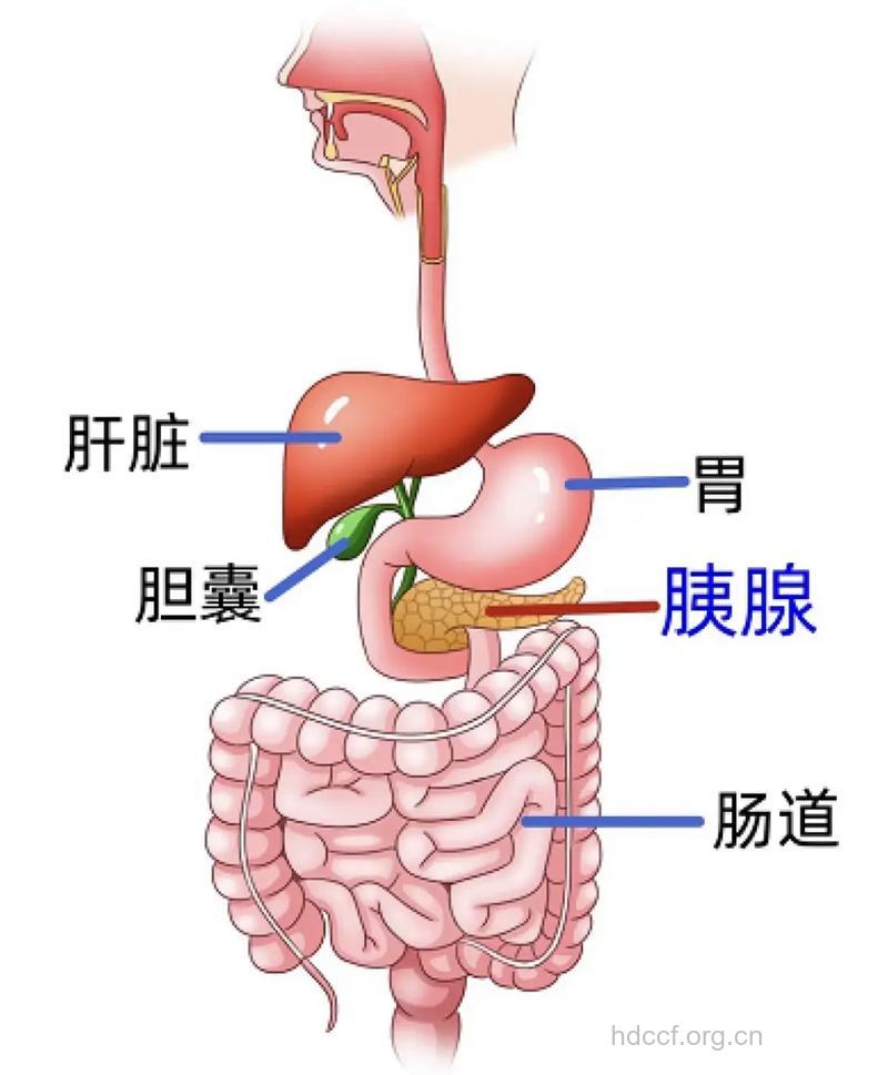 身体的各个器官都可能得癌症吗