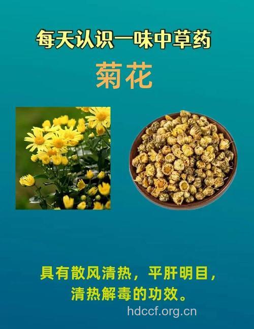 全光菊的功效与作用