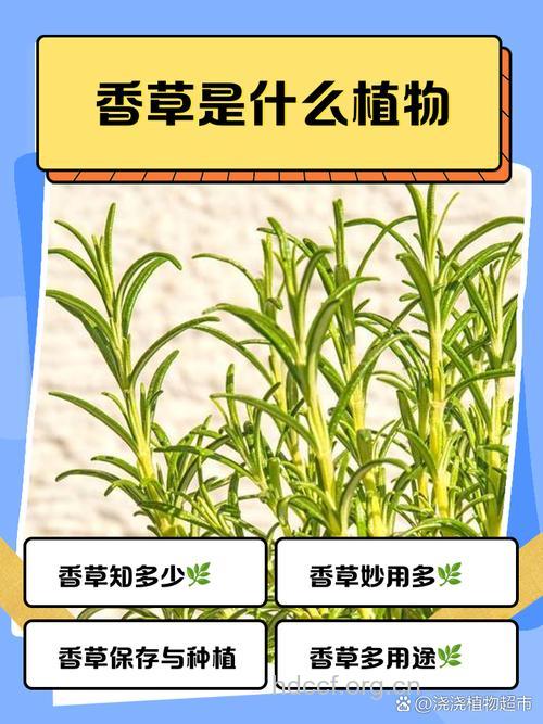 香草仔的功效与作用