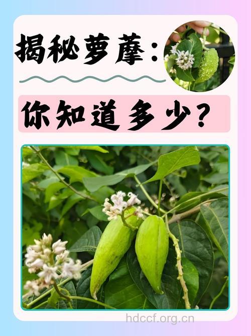 石萝摩的功效与作用