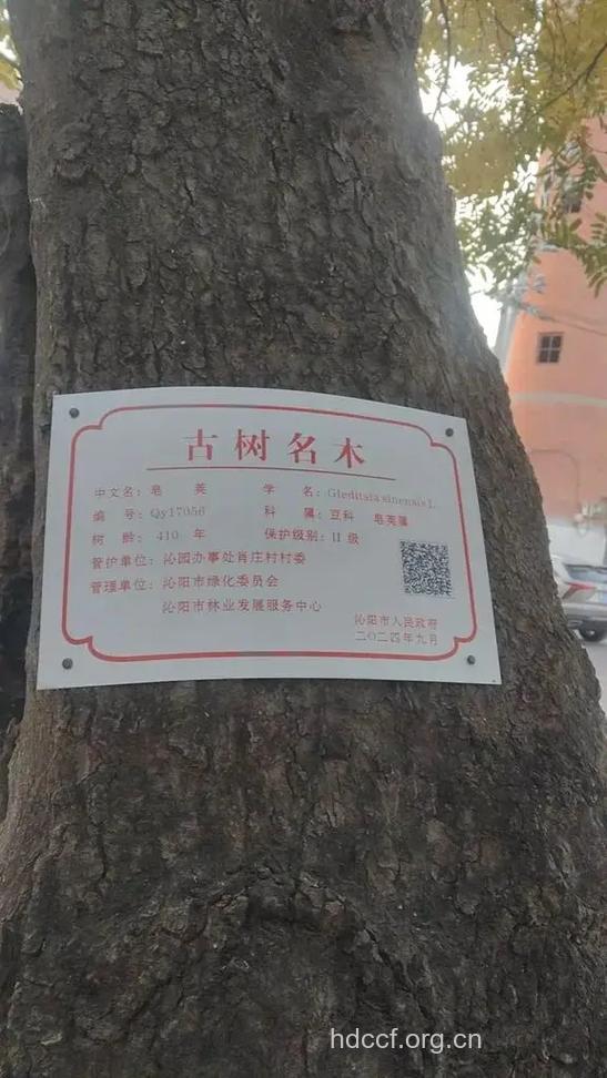 将军树的功效与作用