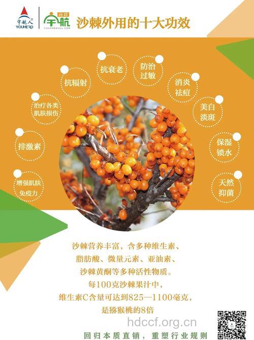 沙棘豆的功效与作用