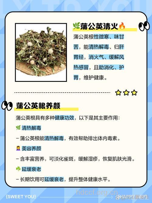 夏天用蒲公英泡水喝好处多 赶紧喝起来