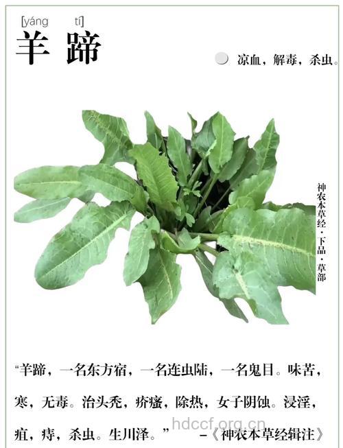 羊蹄暗消的功效与作用
