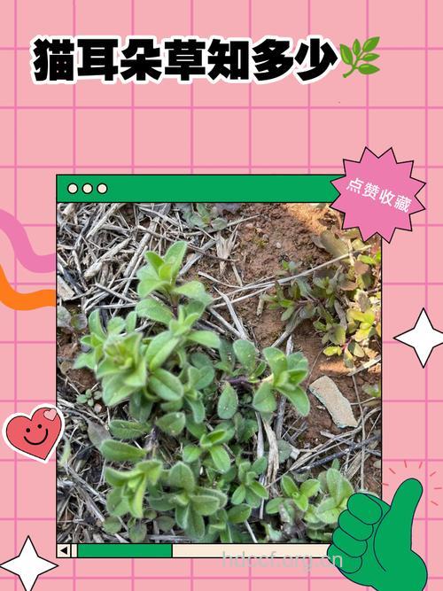 猫耳朵草的功效与作用