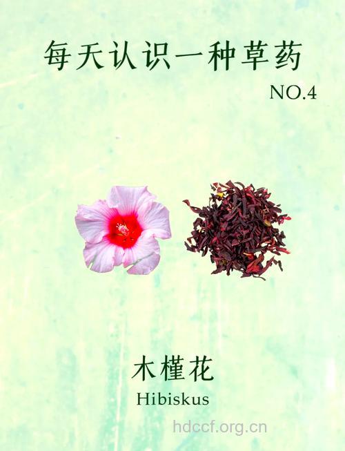 木槿根的功效与作用