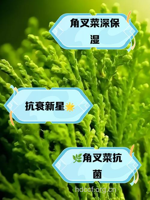 角叉菜的功效与作用