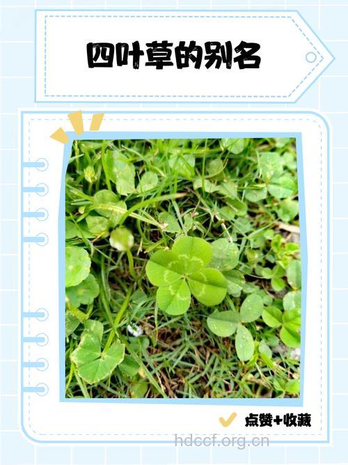 四叶七的功效与作用