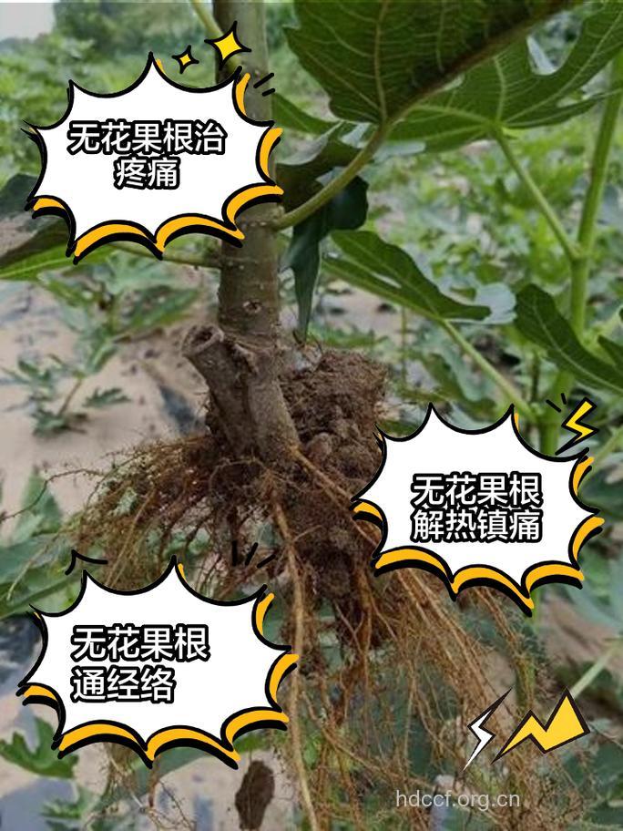 无花果根的功效与作用