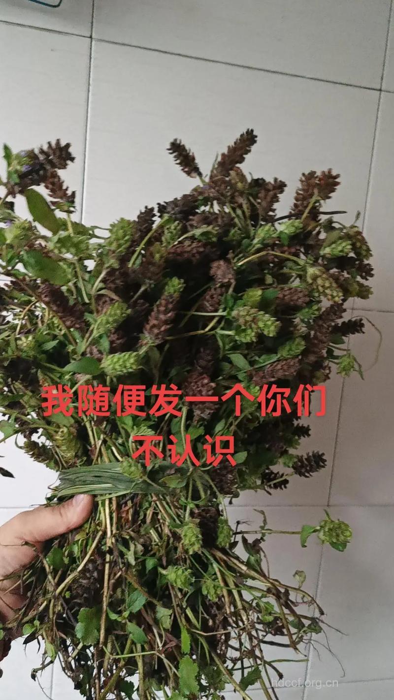 牛泷草的功效与作用