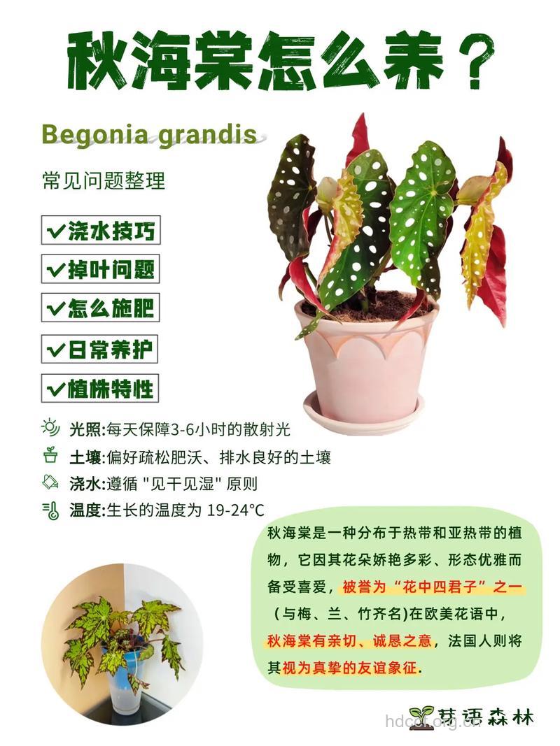 秋海棠花的功效与作用