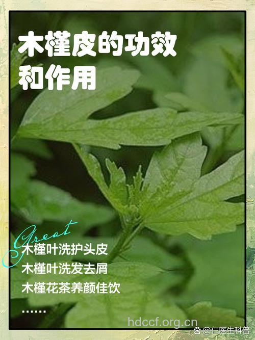 木槿皮的功效与作用