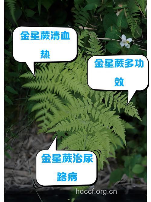 金星蕨的功效与作用