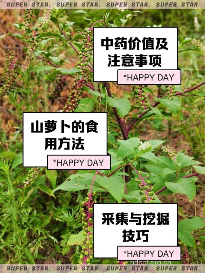 蒙古山萝卜的功效与作用