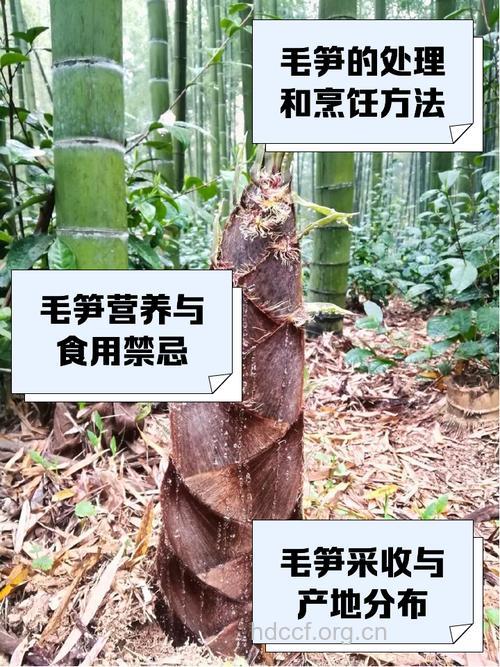 毛笋的功效与作用