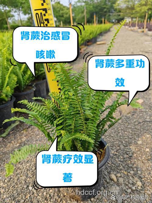 肾蕨的功效与作用