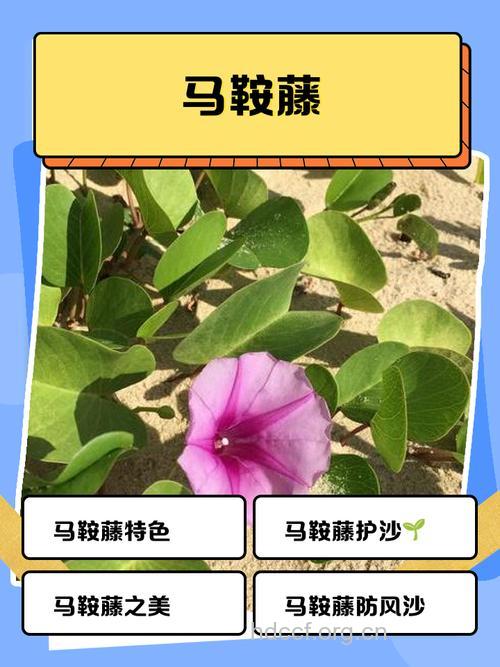 马鞍藤的功效与作用