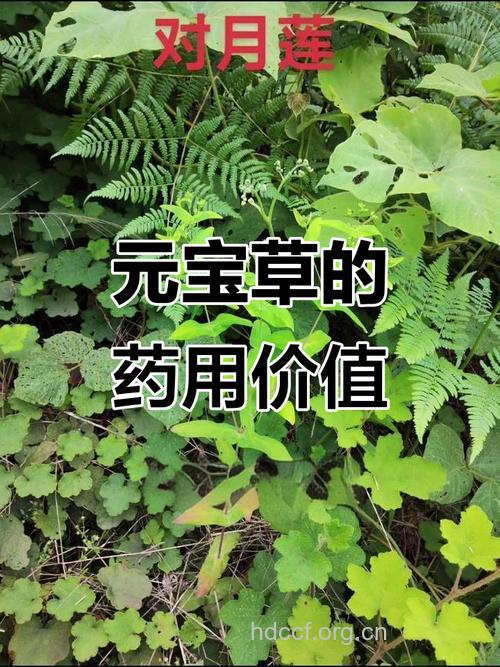 元元草的功效与作用