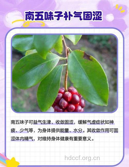 南五味子的功效与作用
