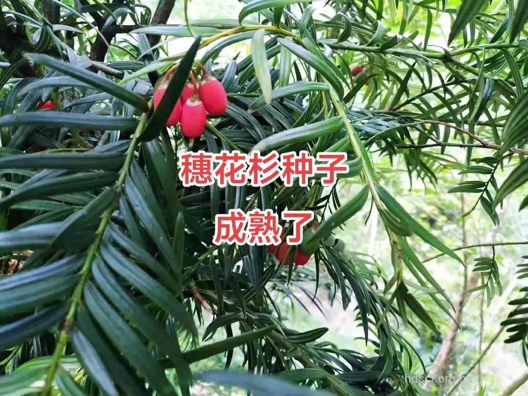 穗花杉种子的功效与作用