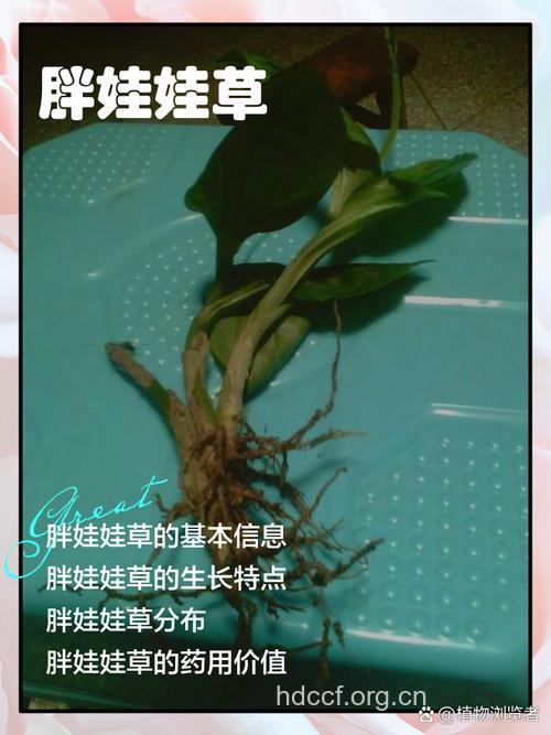 胖儿草的功效与作用
