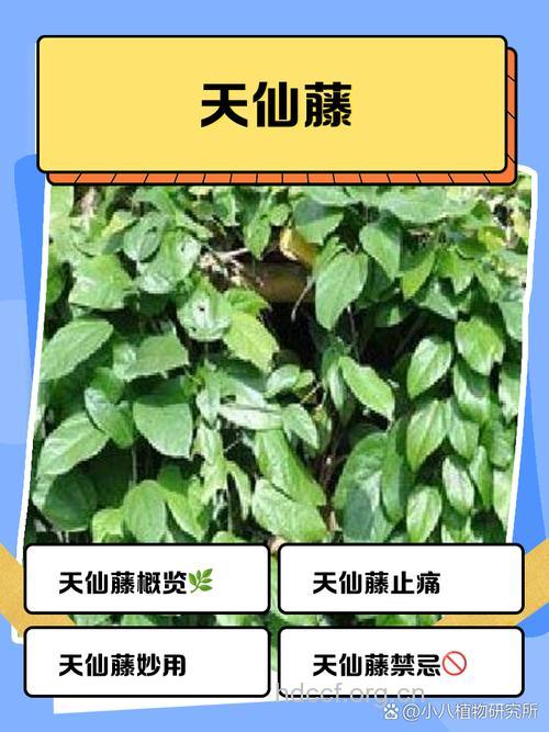 玉溪天仙藤的功效与作用
