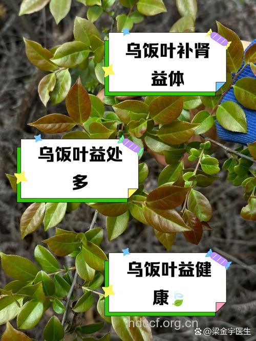 乌饭树的功效与作用