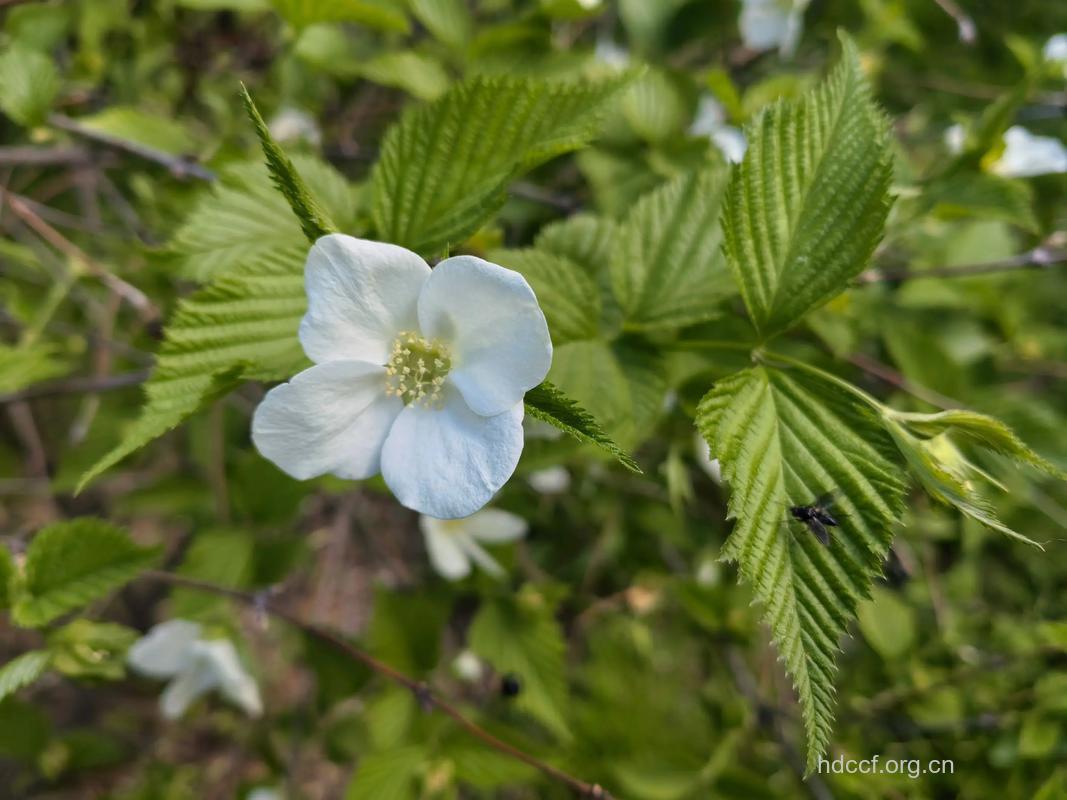 鸡麻的功效与作用