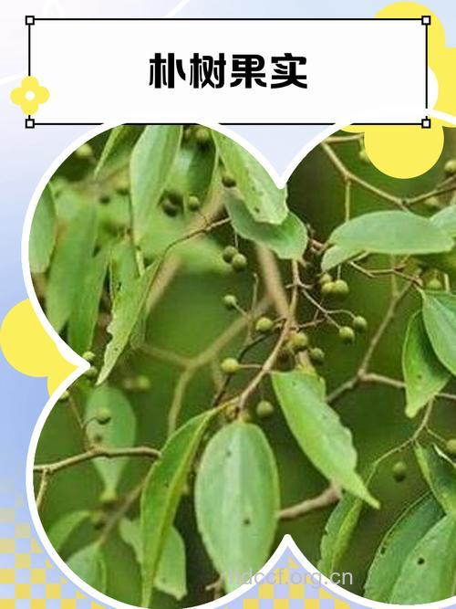 朴树果的功效与作用