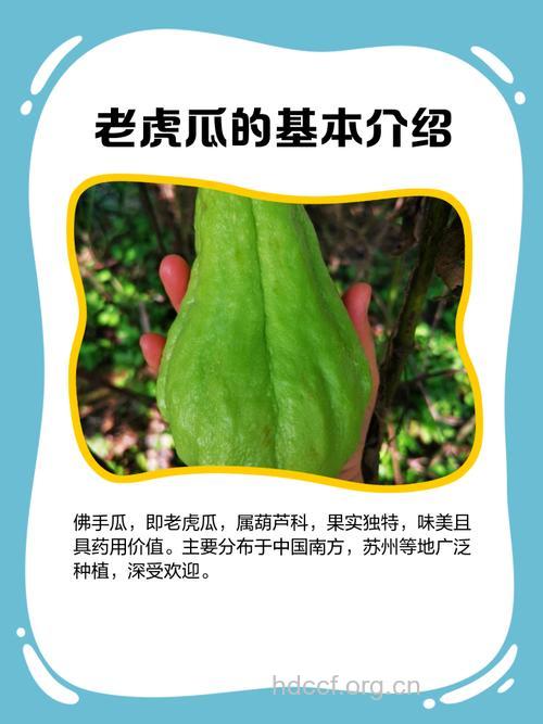 秋老虎季节最适合吃的一种瓜