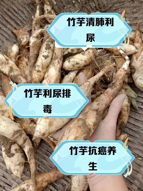 竹芋的功效与作用