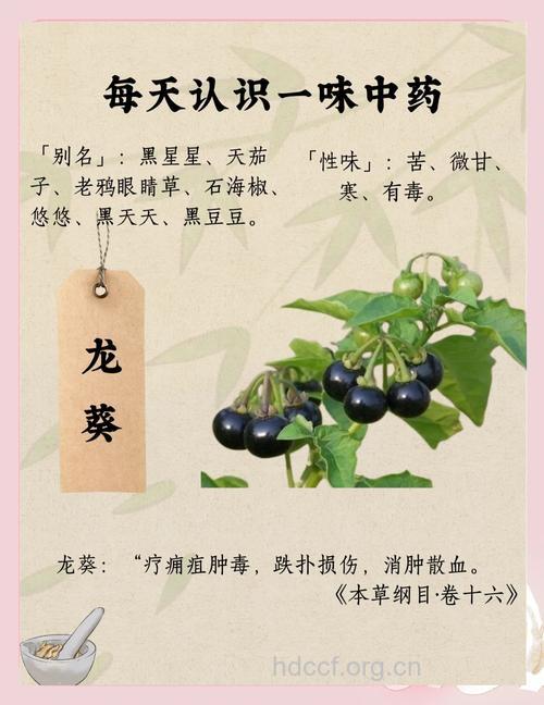 龙葵的药理作用